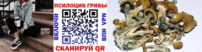 мега сайт  нарко площадка официальный сайт  Псилоцибиновые грибы Psilocybe  Шагонар 